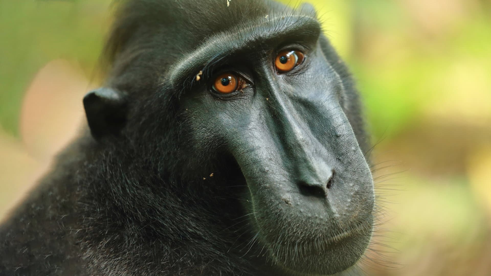 Islands in Time: A Wildlife Odyssey backdrop